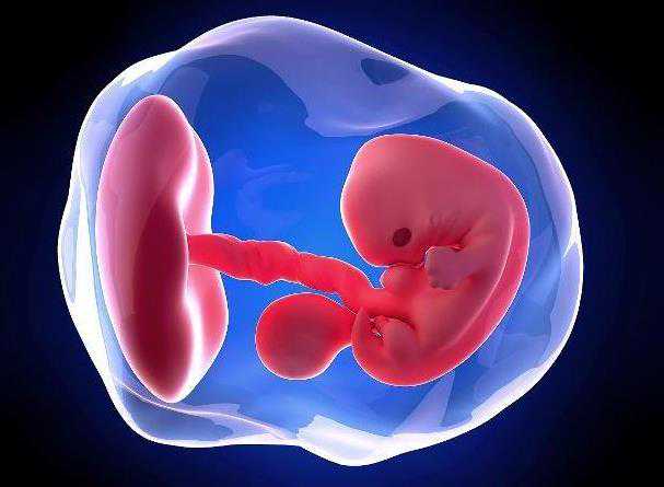 双胞胎后代生双胞胎的几率,试管婴儿移植一个好还是两个好呢_深圳专业供卵机