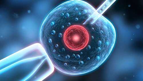 卓尼县55岁供卵成功率有多少_试管婴儿胚胎细胞级别 每级详细讲解